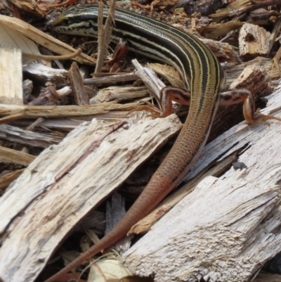 Ctenotus taeniolatus (Copper-tailed Skink) at ANBG - 18 Dec 2023 by SandraH