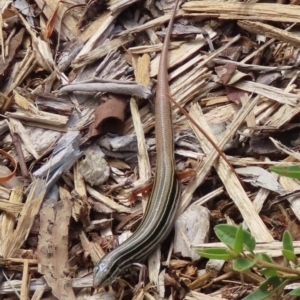 Ctenotus taeniolatus at ANBG - 19 Dec 2023