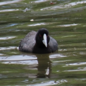 Fulica atra at Lake Burley Griffin West - 16 Dec 2023