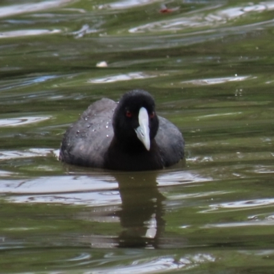 Fulica atra (Eurasian Coot) at Lake Burley Griffin West - 16 Dec 2023 by AndyRoo