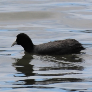 Fulica atra at Lake Burley Griffin West - 16 Dec 2023