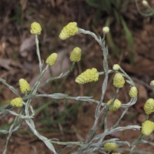 Calocephalus citreus at Blue Gum Point to Attunga Bay - 16 Dec 2023