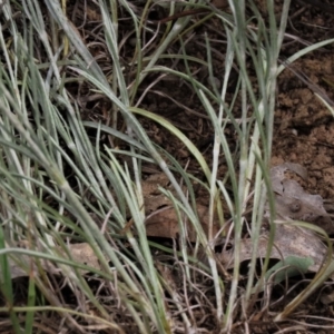 Calocephalus citreus at Blue Gum Point to Attunga Bay - 16 Dec 2023 02:52 PM