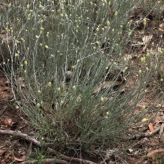 Calocephalus citreus at Blue Gum Point to Attunga Bay - 16 Dec 2023