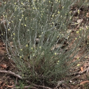 Calocephalus citreus at Blue Gum Point to Attunga Bay - 16 Dec 2023