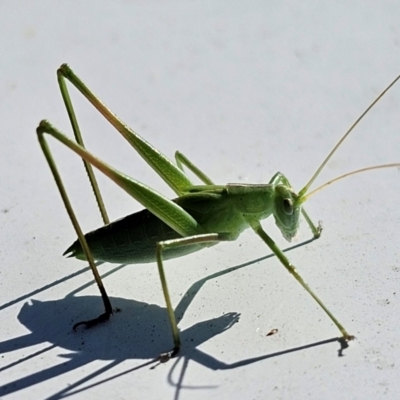 Polichne sp. (genus) (Small Grassland Katydid) at Taylor, ACT - 17 Dec 2023 by Jiggy