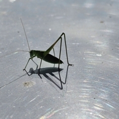 Polichne sp. (genus) at Taylor, ACT - 18 Dec 2023