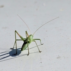 Polichne sp. (genus) at Taylor, ACT - 18 Dec 2023