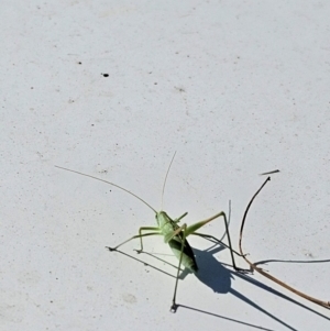 Polichne sp. (genus) at Taylor, ACT - 18 Dec 2023