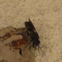 Pison sp. (genus) (Black mud-dauber wasp) at Lyons, ACT - 18 Dec 2023 by ran452