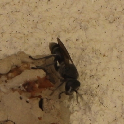 Pison sp. (genus) (Black mud-dauber wasp) at Lyons, ACT - 18 Dec 2023 by ran452
