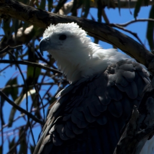 Haliaeetus leucogaster at Googong Foreshore - suppressed