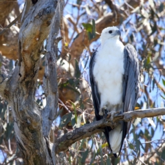 Haliaeetus leucogaster at Googong Foreshore - 18 Dec 2023