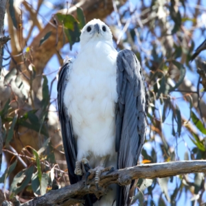 Haliaeetus leucogaster at Googong Foreshore - 18 Dec 2023