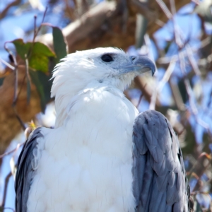 Haliaeetus leucogaster at Googong Foreshore - 18 Dec 2023