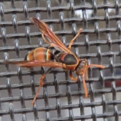 Polistes (Polistella) humilis (Common Paper Wasp) at Wanniassa, ACT - 19 Dec 2023 by SandraH