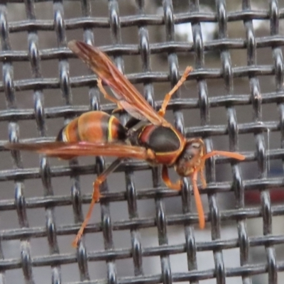 Polistes (Polistella) humilis (Common Paper Wasp) at Wanniassa, ACT - 19 Dec 2023 by SandraH