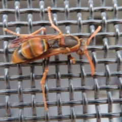 Polistes (Polistella) humilis at Wanniassa, ACT - 19 Dec 2023