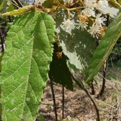 Androcalva rossii (Brush Kurrajong, Blackfellows' Hemp) at Kianga, NSW - 18 Dec 2023 by Steve818
