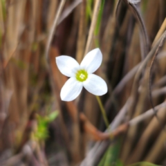 Mitrasacme polymorpha (Varied Mitrewort) at Captains Flat, NSW - 18 Dec 2023 by Csteele4