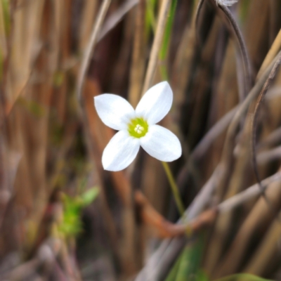 Mitrasacme polymorpha (Varied Mitrewort) at QPRC LGA - 18 Dec 2023 by Csteele4