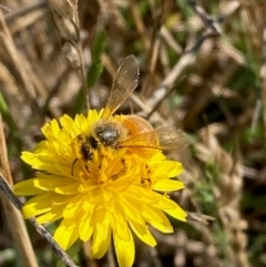 Apis mellifera (European honey bee) at Belconnen, ACT - 14 Dec 2023 by NickiTaws