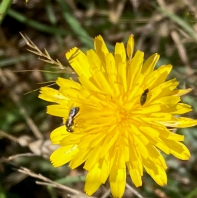 Lasioglossum (Homalictus) sp. (genus & subgenus) (Furrow Bee) at Belconnen, ACT - 14 Dec 2023 by NickiTaws