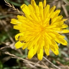 Lasioglossum (Homalictus) sp. (genus & subgenus) at Jarramlee North (JRN) - 15 Dec 2023