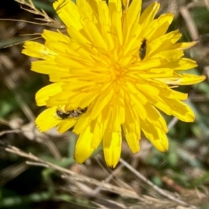 Lasioglossum (Homalictus) sp. (genus & subgenus) at Jarramlee North (JRN) - 15 Dec 2023