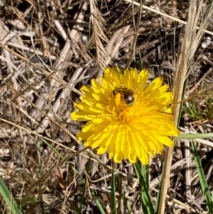 Lasioglossum (Chilalictus) sp. (genus & subgenus) at Jarramlee North (JRN) - 15 Dec 2023