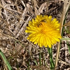 Lasioglossum (Chilalictus) sp. (genus & subgenus) at Jarramlee North (JRN) - 15 Dec 2023