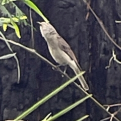 Colluricincla harmonica at Surf Beach, NSW - 19 Dec 2023