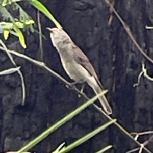 Colluricincla harmonica at Surf Beach, NSW - 19 Dec 2023 02:53 PM