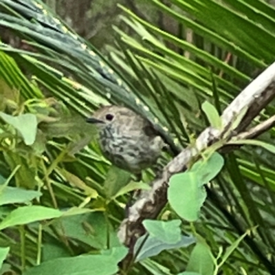 Acanthiza pusilla (Brown Thornbill) at Surf Beach, NSW - 19 Dec 2023 by Hejor1