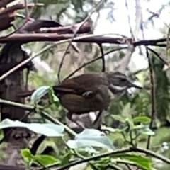 Sericornis frontalis (White-browed Scrubwren) at Surf Beach, NSW - 19 Dec 2023 by Hejor1