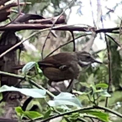 Sericornis frontalis (White-browed Scrubwren) at Surf Beach, NSW - 19 Dec 2023 by Hejor1