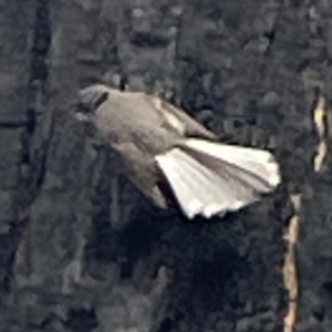 Rhipidura albiscapa at Surf Beach, NSW - 19 Dec 2023