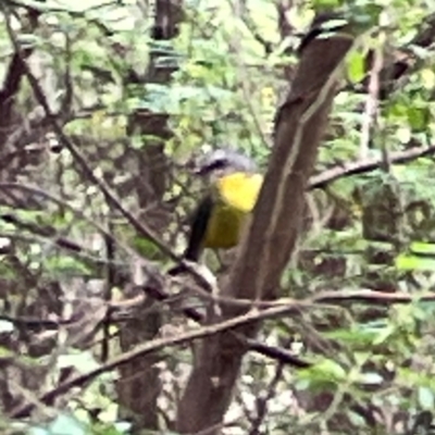 Eopsaltria australis (Eastern Yellow Robin) at Surf Beach, NSW - 19 Dec 2023 by Hejor1