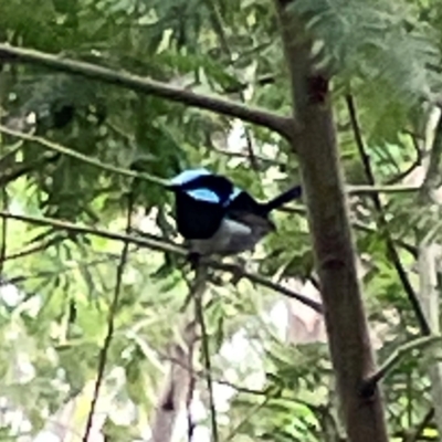 Malurus cyaneus (Superb Fairywren) at Surf Beach, NSW - 19 Dec 2023 by Hejor1