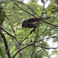 Gerygone mouki at Surf Beach, NSW - 19 Dec 2023 02:47 PM