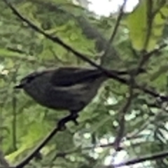 Gerygone mouki at Surf Beach, NSW - 19 Dec 2023 02:47 PM