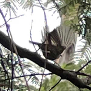 Gerygone mouki at Surf Beach, NSW - 19 Dec 2023 02:47 PM