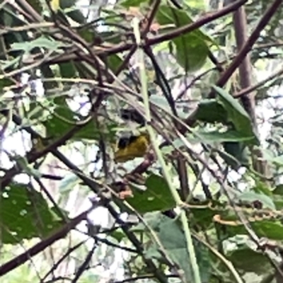 Pachycephala pectoralis (Golden Whistler) at Surf Beach, NSW - 19 Dec 2023 by Hejor1