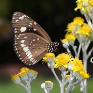 Euploea corinna at Wellington Point, QLD - suppressed