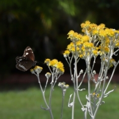 Euploea corinna at Wellington Point, QLD - suppressed