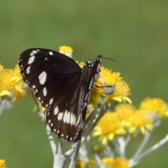 Euploea corinna at Wellington Point, QLD - suppressed