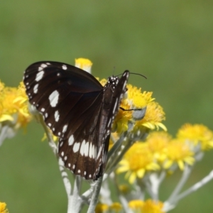 Euploea corinna at Wellington Point, QLD - suppressed