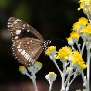 Euploea corinna at Wellington Point, QLD - suppressed