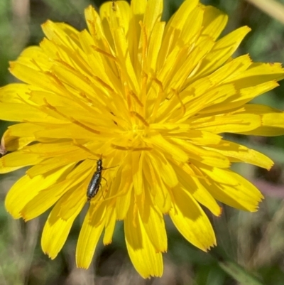 Dasytinae (subfamily) (Soft-winged flower beetle) at Belconnen, ACT - 14 Dec 2023 by NickiTaws