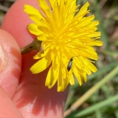 Dasytinae (subfamily) at Jarramlee North (JRN) - 15 Dec 2023